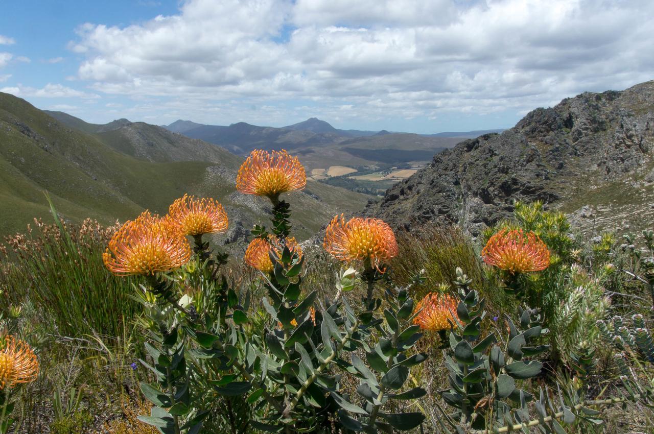 Phillipskop Mountain Reserve Stanford Eksteriør billede